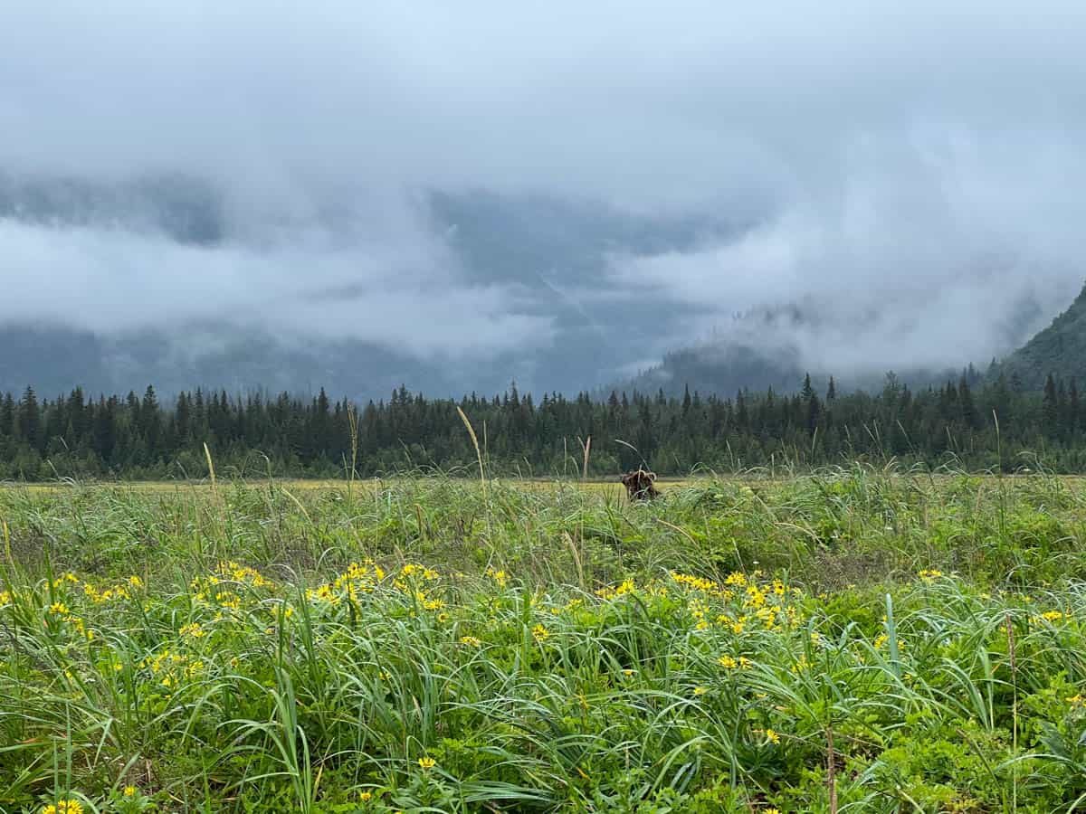 A bear poking its head up out of a grassy field in Lake Clark National Park with overcast skies overhead.
