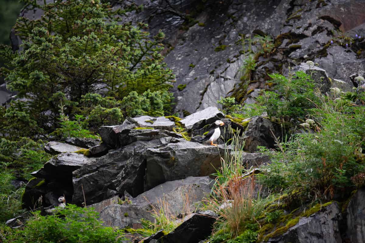 A puffin standing on a rocky area surrounded by plants in Kenai Fjiords National Park.