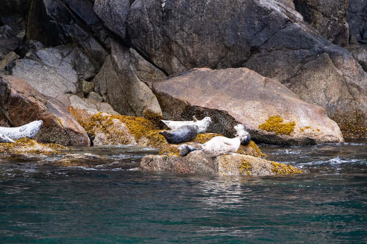 Harbor seals resting on rocks near the water in Kenai Fjiords National Park.