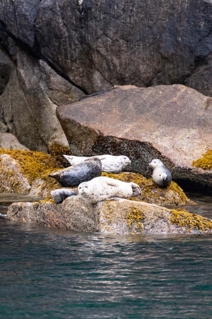 Harbor seals on rocks in Kenai Fjiords National Park.