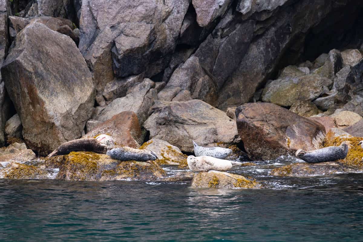 Harbor seals resting on rocks near the water.