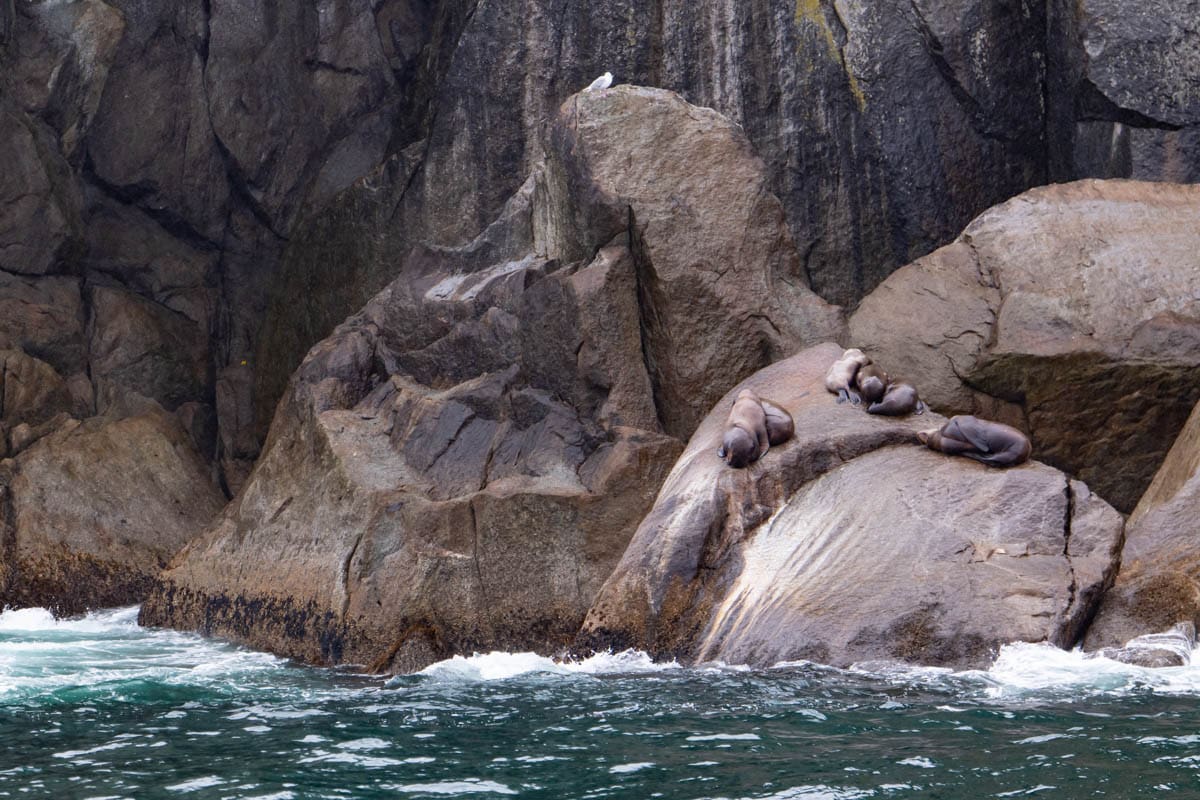 Sea lions sitting on rocks above the water in Kenai Fjiords National Park.