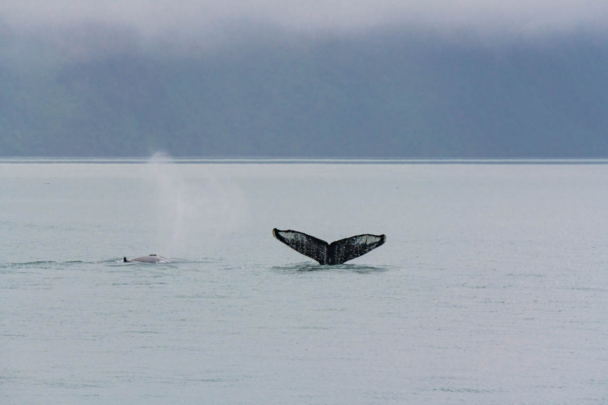 Two whales in Kenai Fjiords National Park with one diving with its tail in the other and the other blowing a puff of spray.