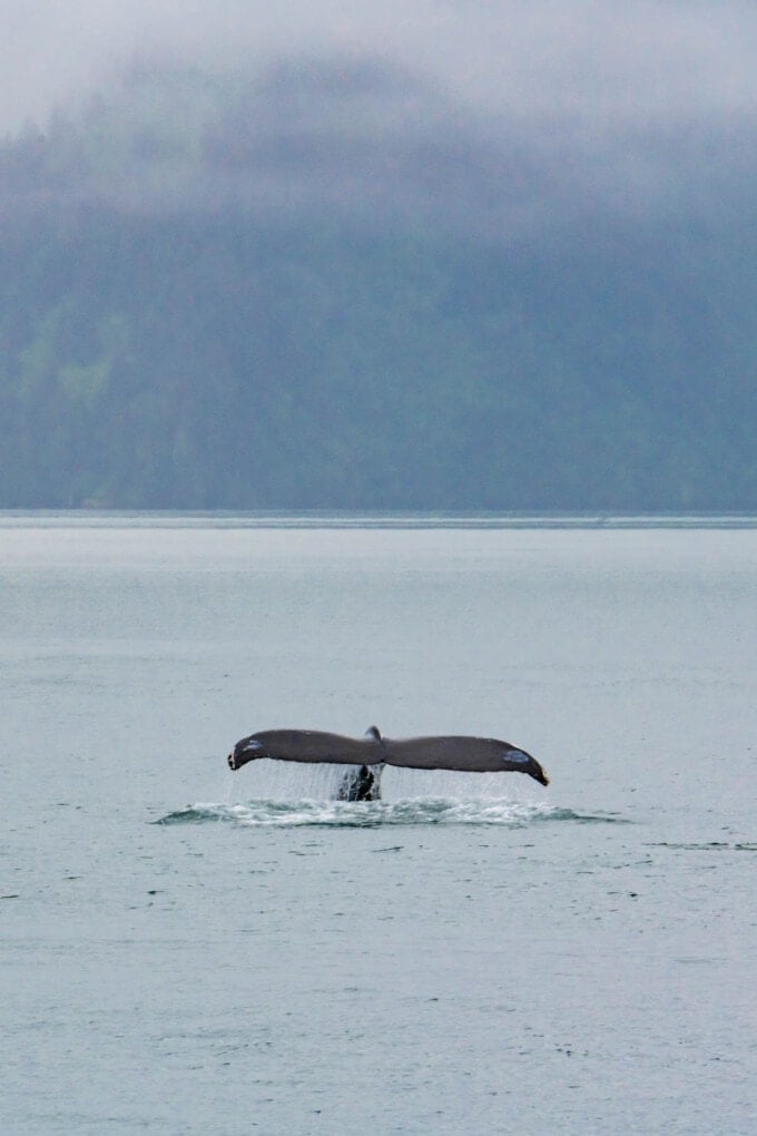 An image of a humpback whale tail in the waters of Kenai Fjiords National Park.
