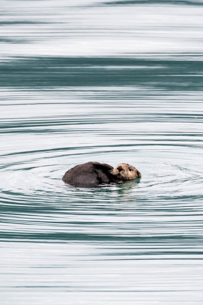 A sea otter in the water just outside of Seward, Alaska.