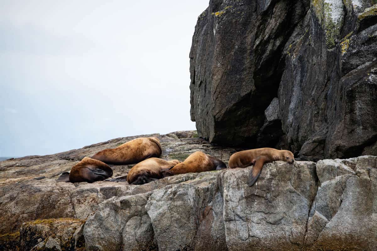 Sea lions resting on rocks in Kenai Fjiords National Park.