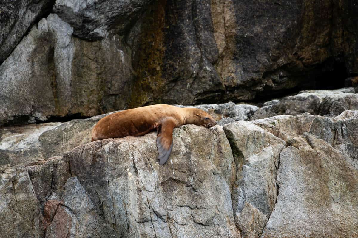 A sea lion on a rock.
