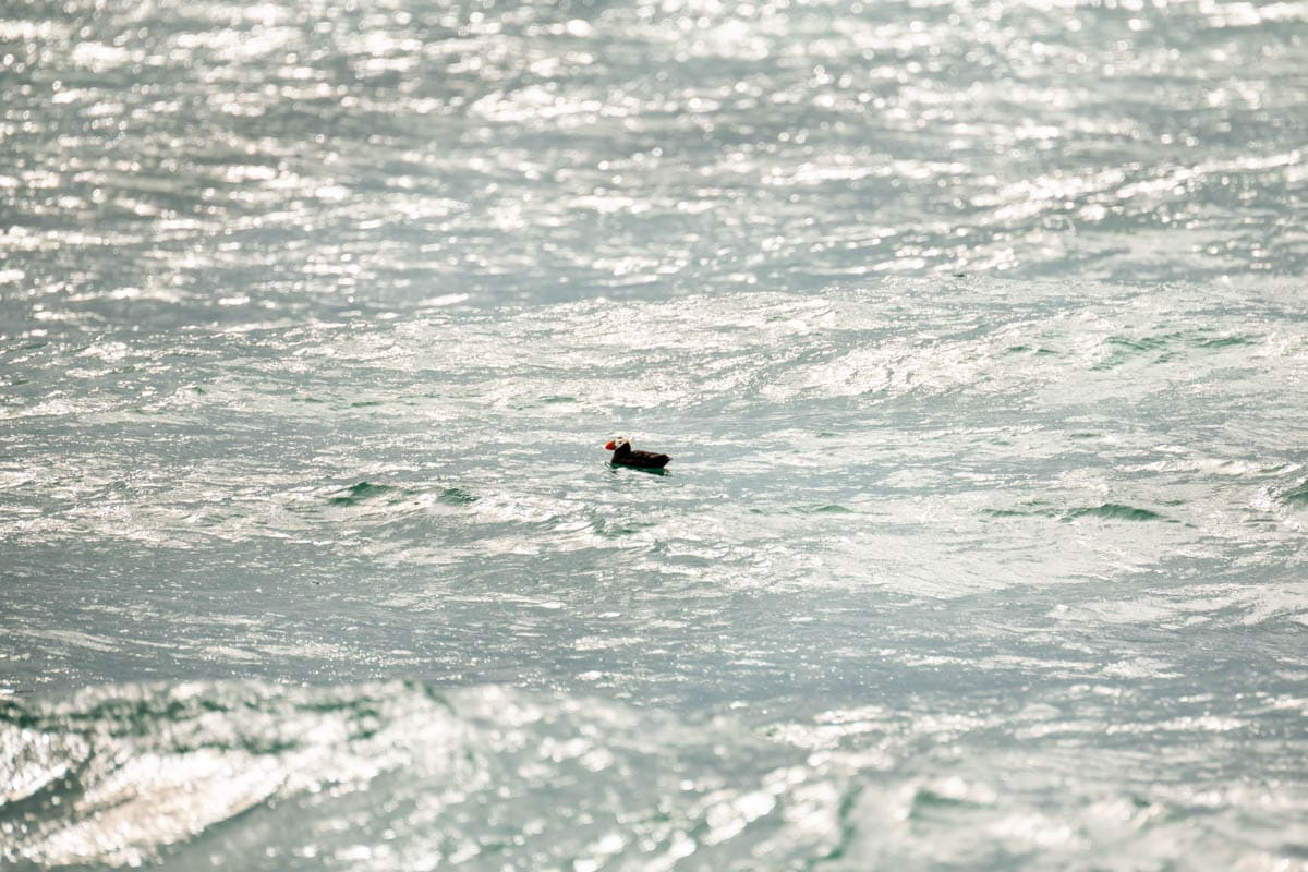 A puffin in the ocean in Kenai Fjiords National Park.