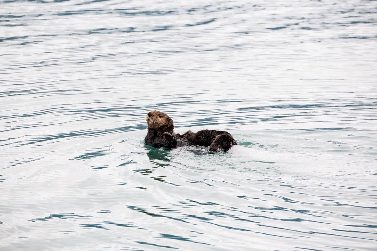A sea otter in the water just outside of Seward, Alaska.