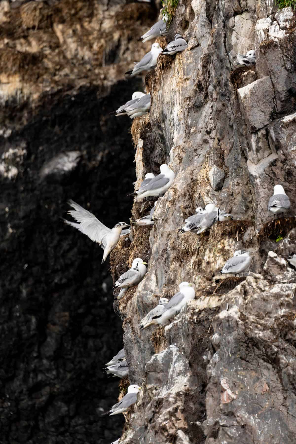 A bird landing on rocks surrounded by other birds.