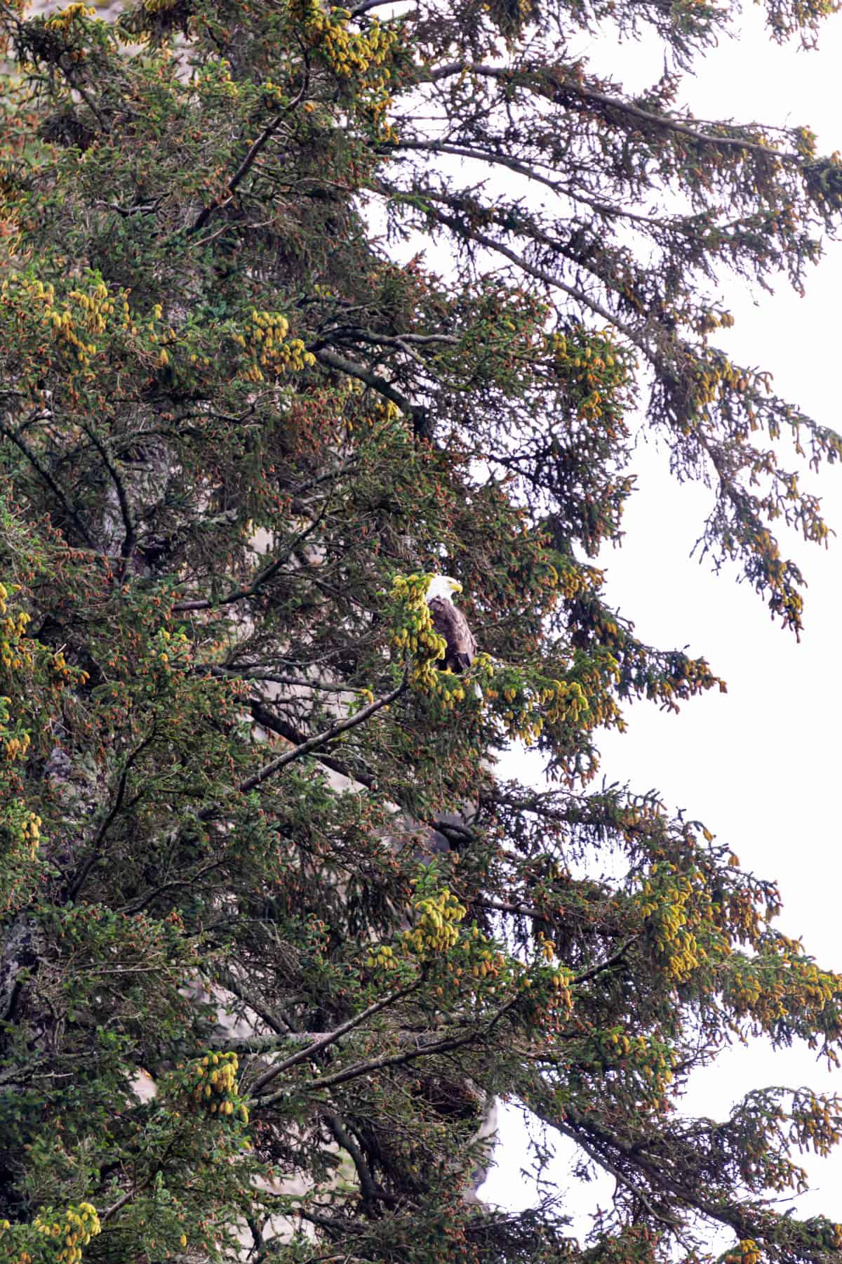 A bald eagle in a tree in Kenai Fjiords National Park.