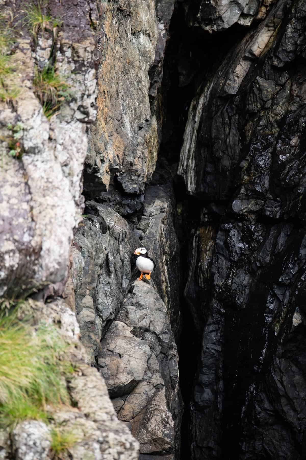 An image of a puffin on a rock.