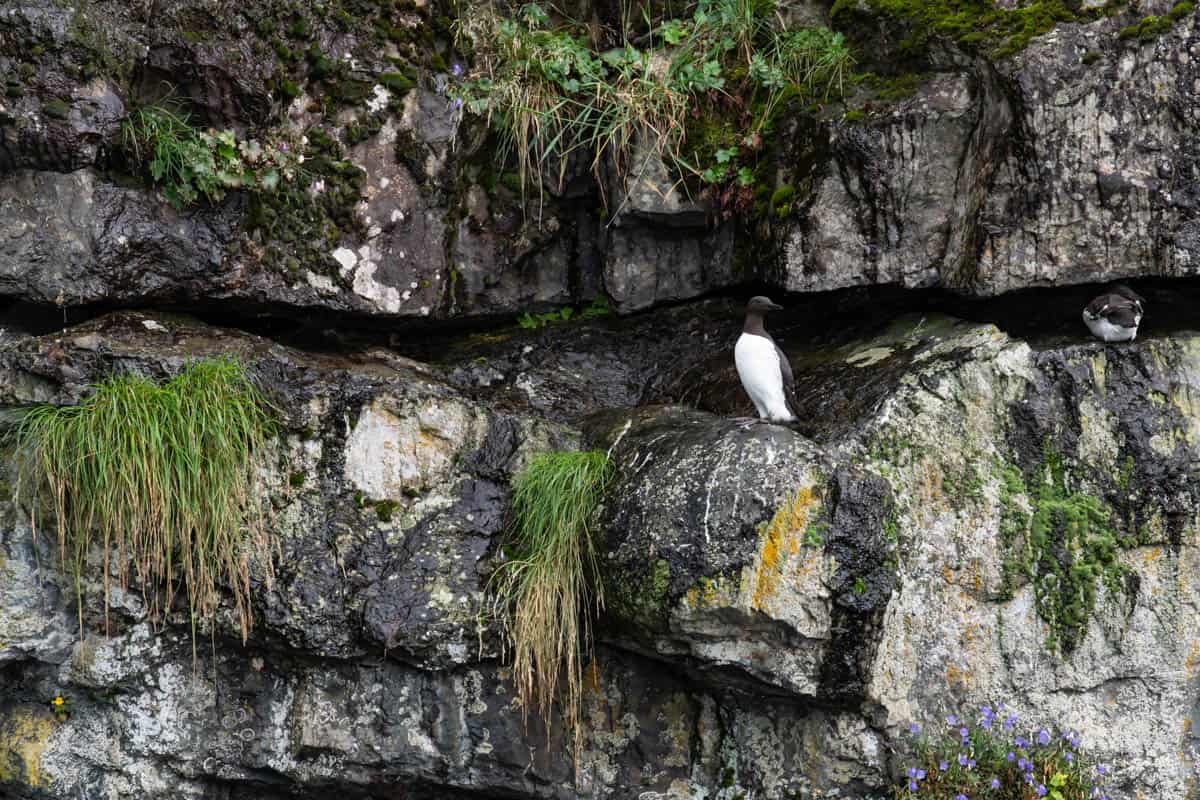 A common murre on a rocky ledge.