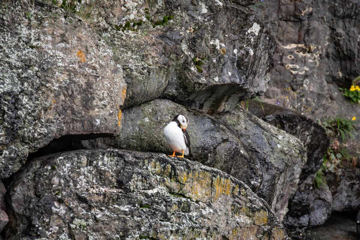 A horned puffin standing on a rock.