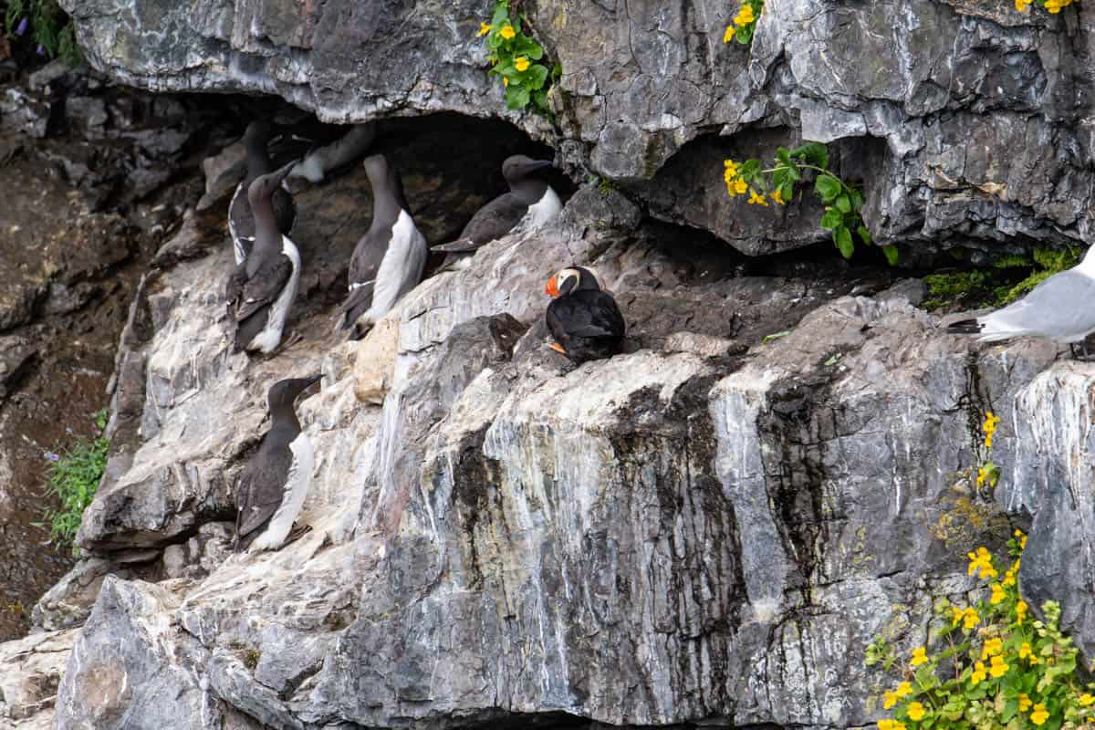 A tufted puffin on a rock with other sea birds nearby.