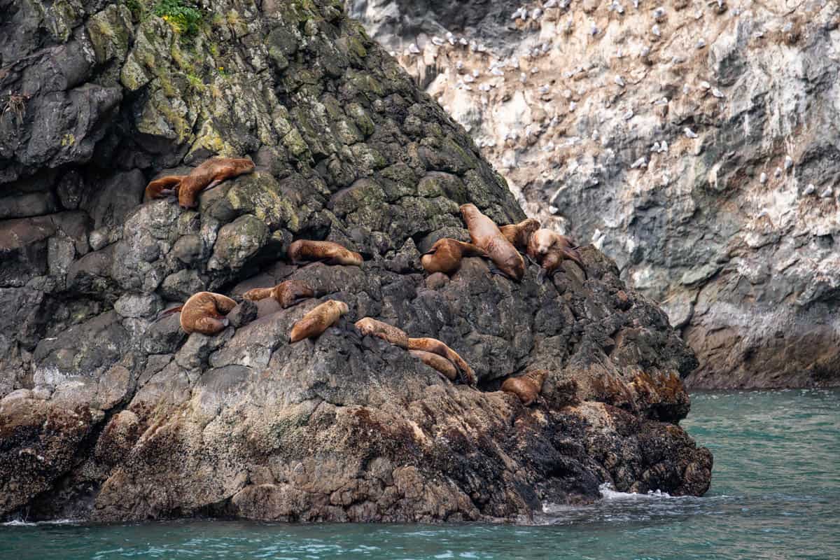 A dozen sea lions on a rock in Kenai Fjiords National Park.