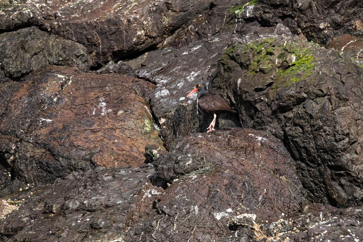 An image of a black oystercatcher on a rock.