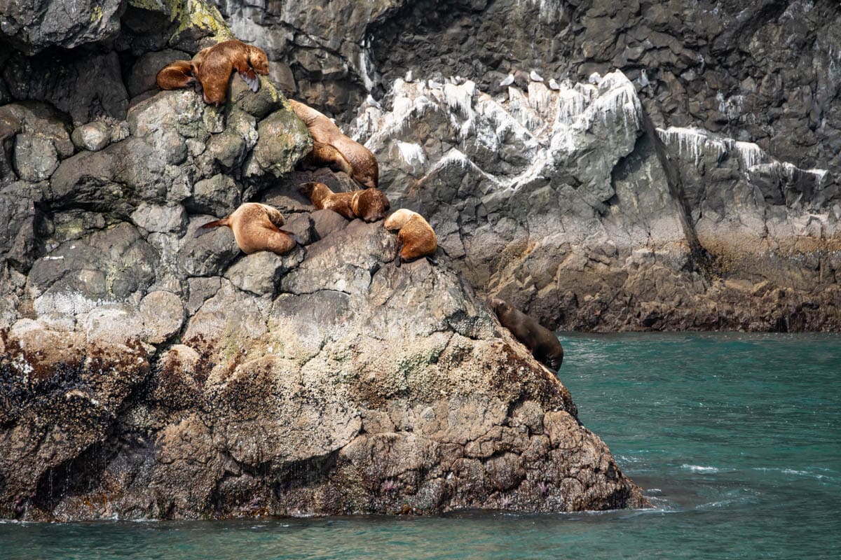 Sea lions on a rock just up from the water's edge.