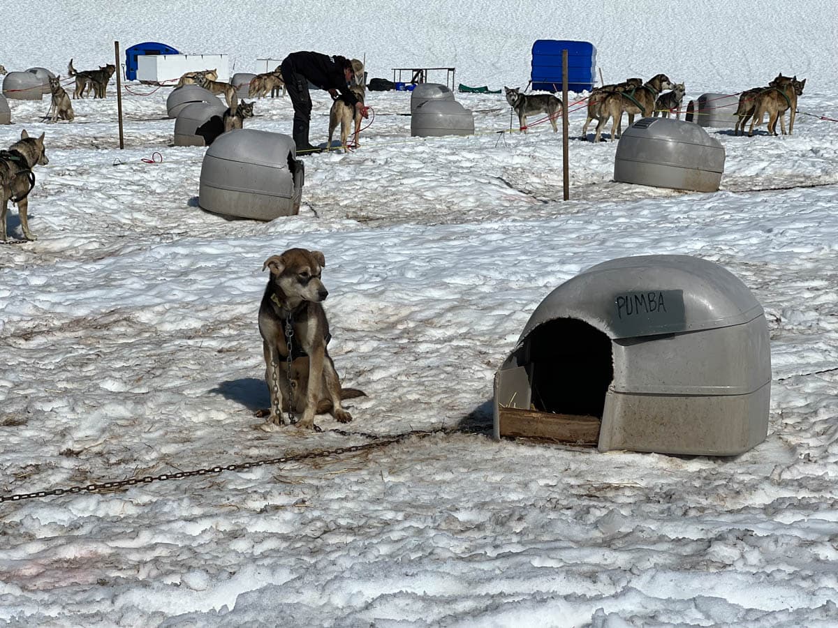 A sled dog named Pumba sitting outside of his kennel in the snow.