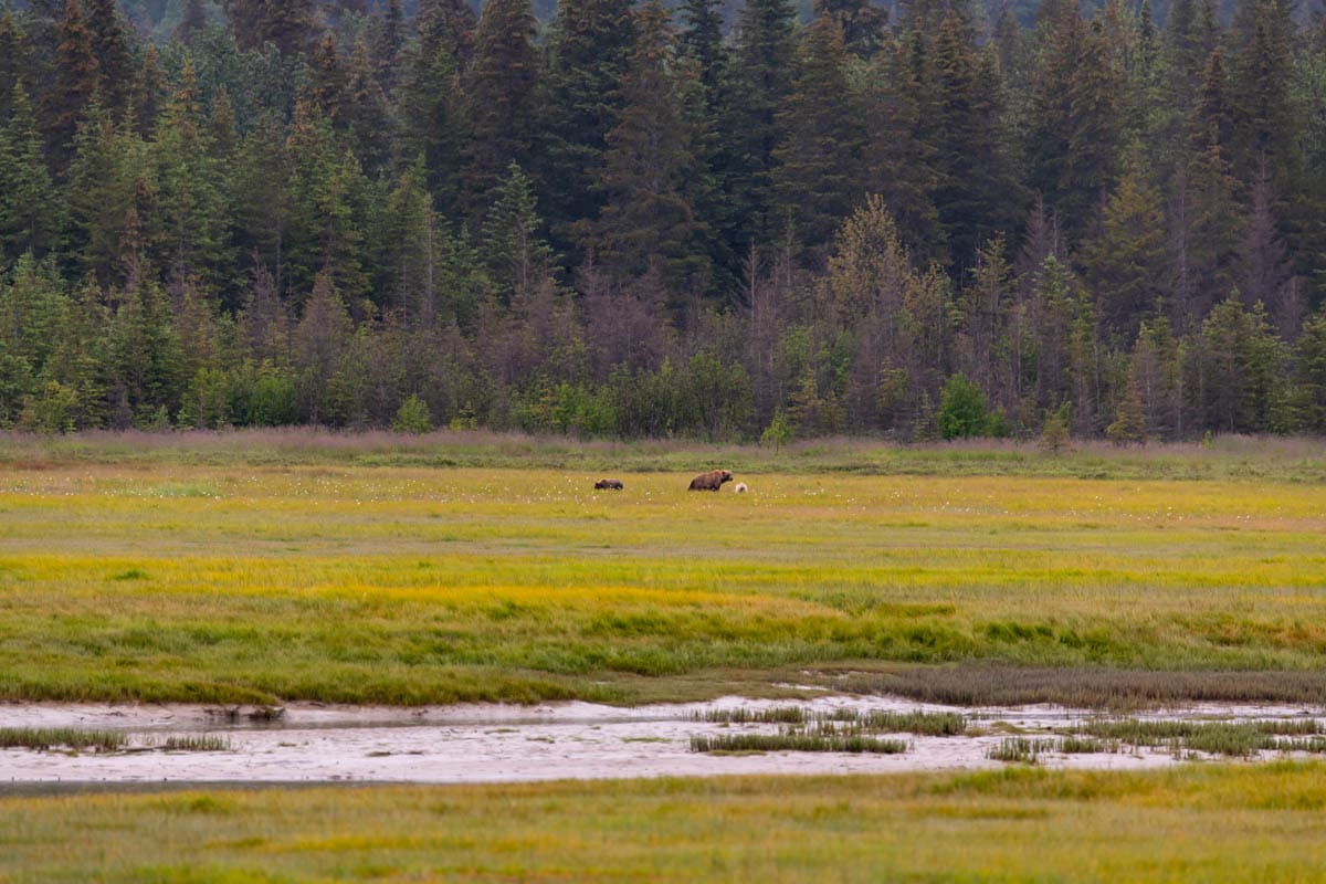 An image of three large bears out in a meadow.