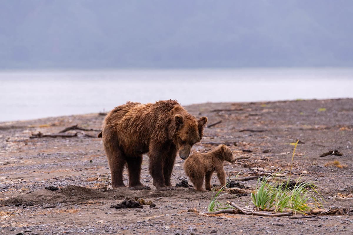 An image of a mother grizzly bear and her cub on a beach surrounded by bear scat.