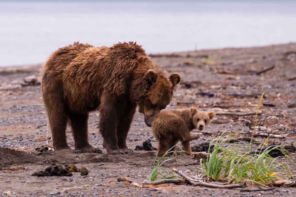 An image of a mother bear and her cub on a beach where the cub is lifting one foot in the air.