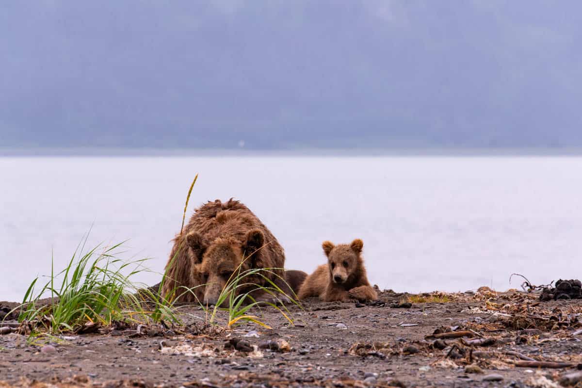 A mother grizzly resting on a beach in Chinitna Bay with her cub next to her.