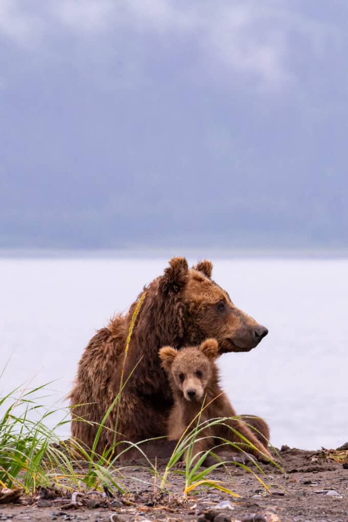 An image of a mother bear and her cub on a beach in Lake Clark National Park Alaska.