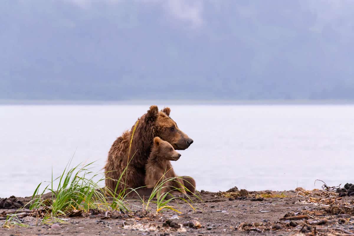 An image of a mother bear and her cub both looking in the same direction.