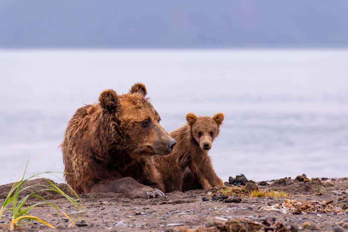 A mother bear lifting her head while her cub looks on.