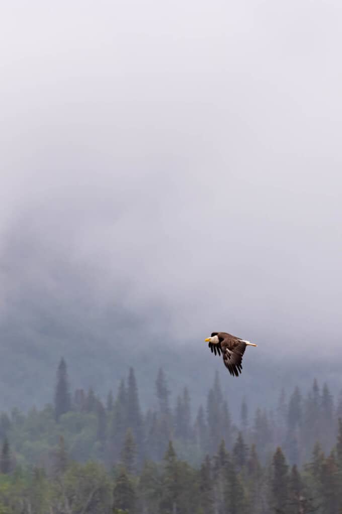 An image of a bald eagle soaring over trees in Lake Clark National Park.