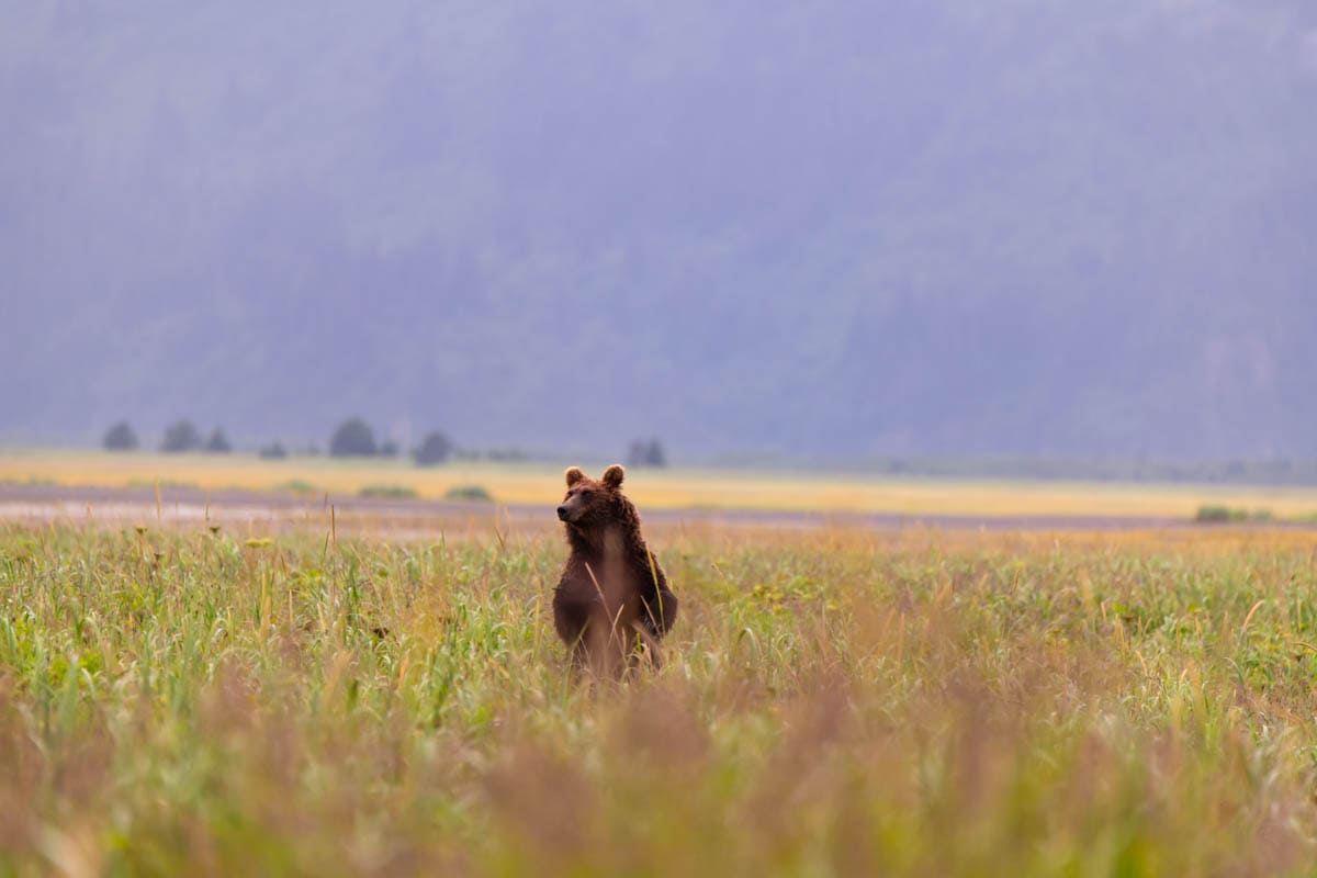 An image of a grizzly bear standing up in a meadow.