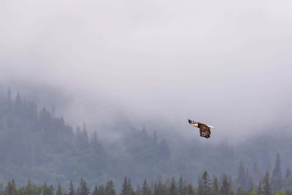 An image of a bald eagle flying in Lake Clark National Park in Alaska.