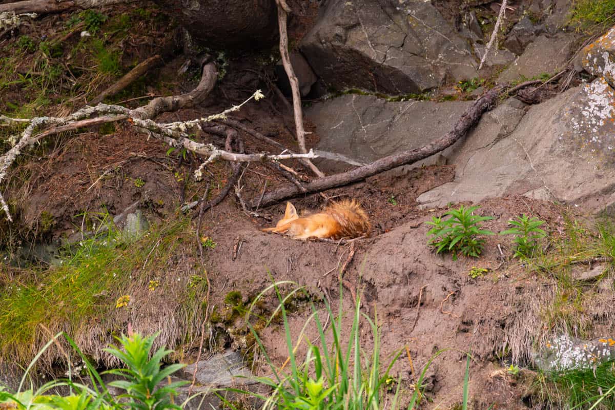 An image of a sleeping fox.