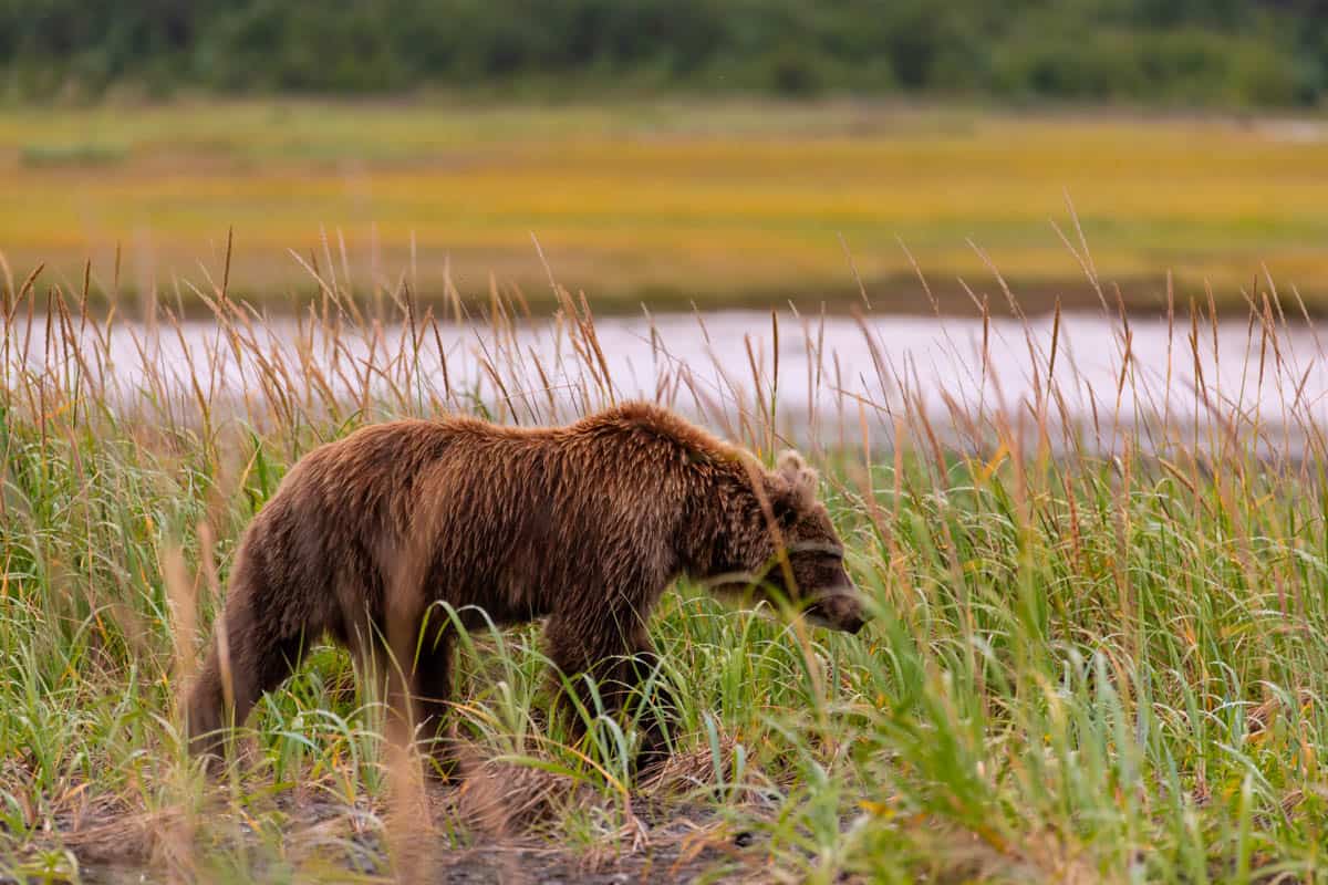 An  image of a coastal grizzly bear walking through a grassy meadow with a body of water behind him.