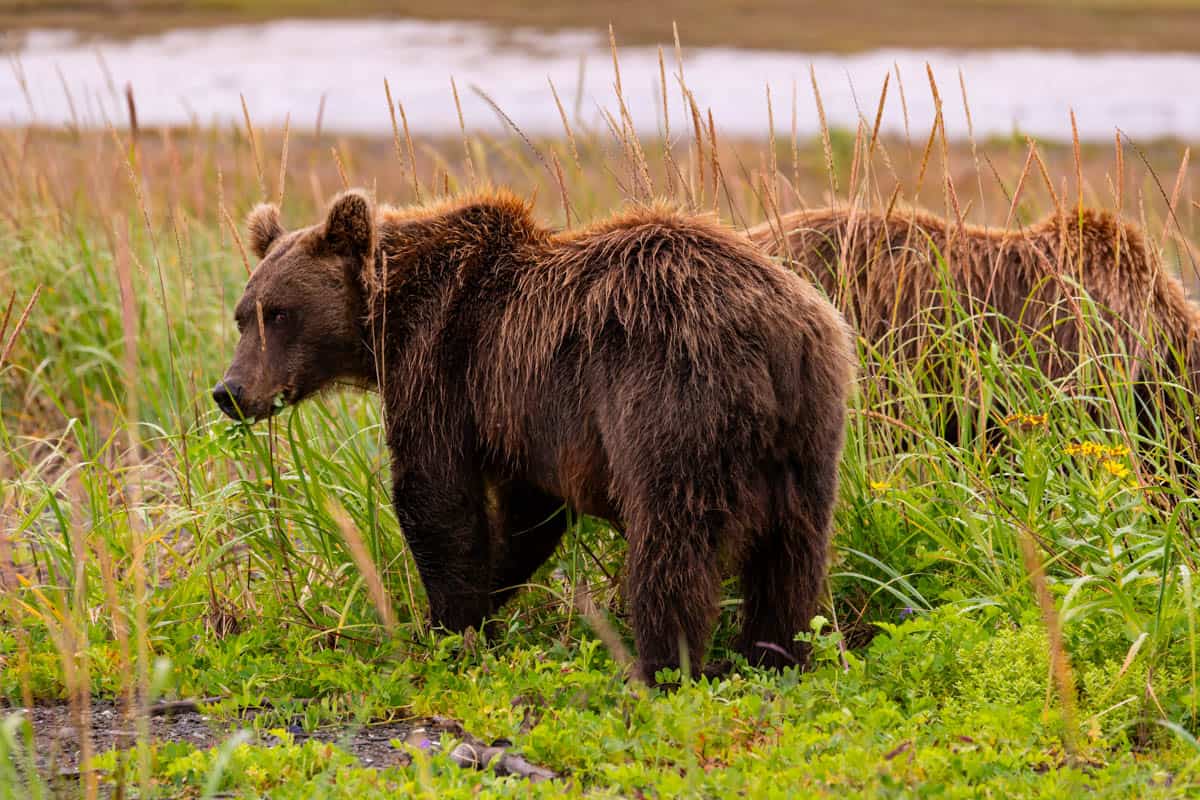 An image of two bears with one turning its head over its shoulder looking at the camera.