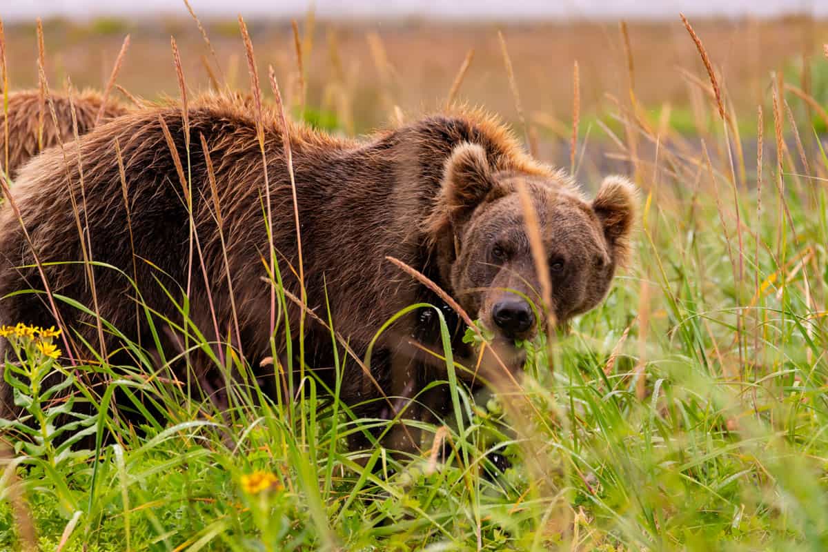 An image of a grizzly bear in Lake Clark National Park.