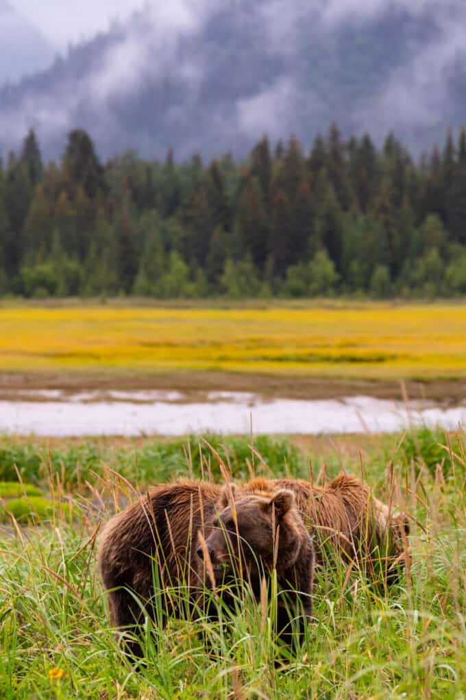 An image of two juvenile male grizzly bears in a meadow.