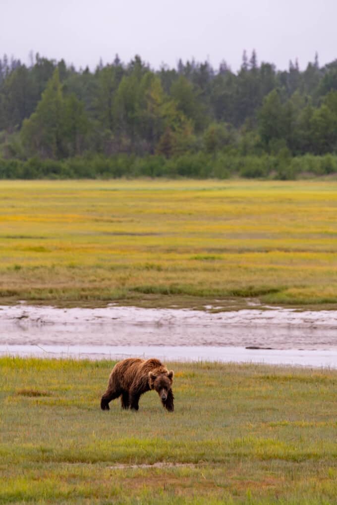 An image of a grizzly bear in a meadow in Lake Clark National Park in Alaska.