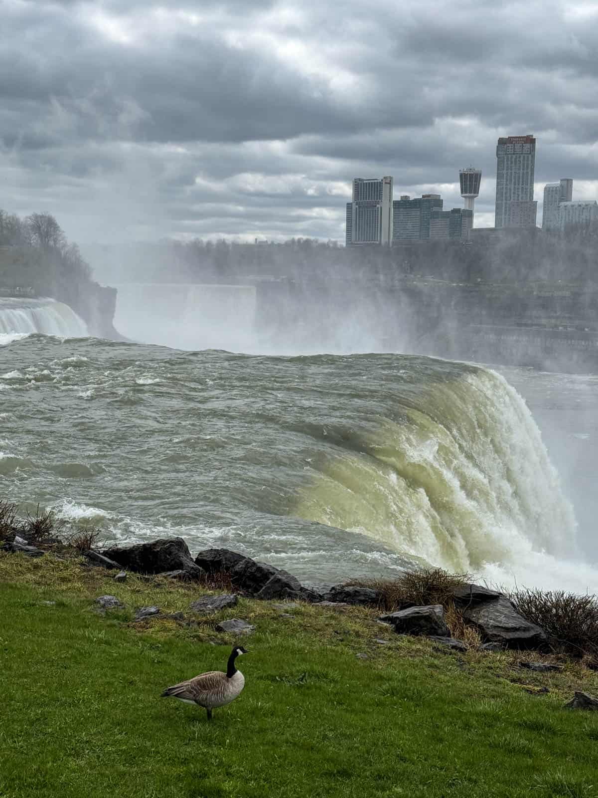 An image of a goose on the grass in front of American Falls at Niagara Falls with Canada in the background.