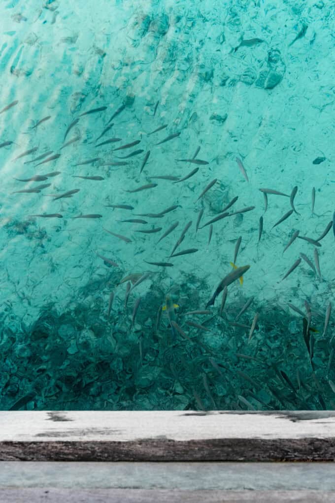 An image of tropical fish in the water.