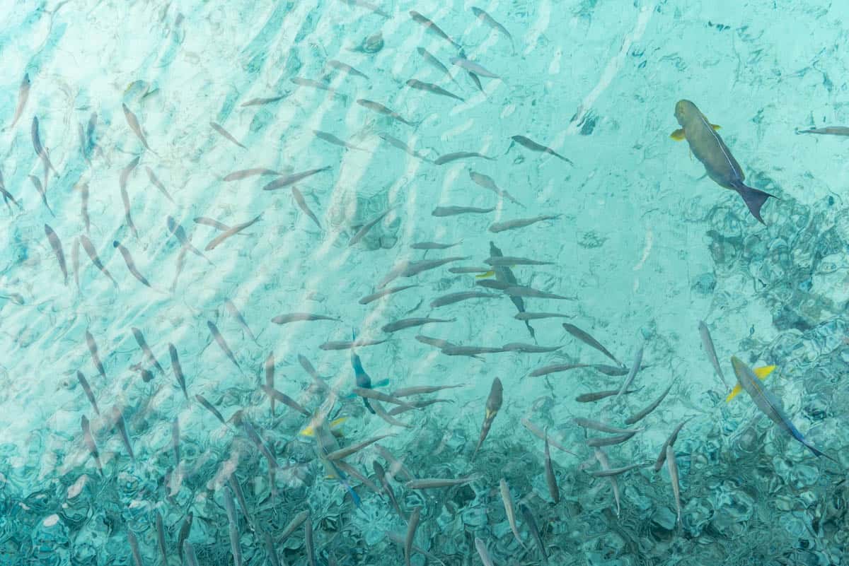 An overhead image of many fish in aqua-marine water.