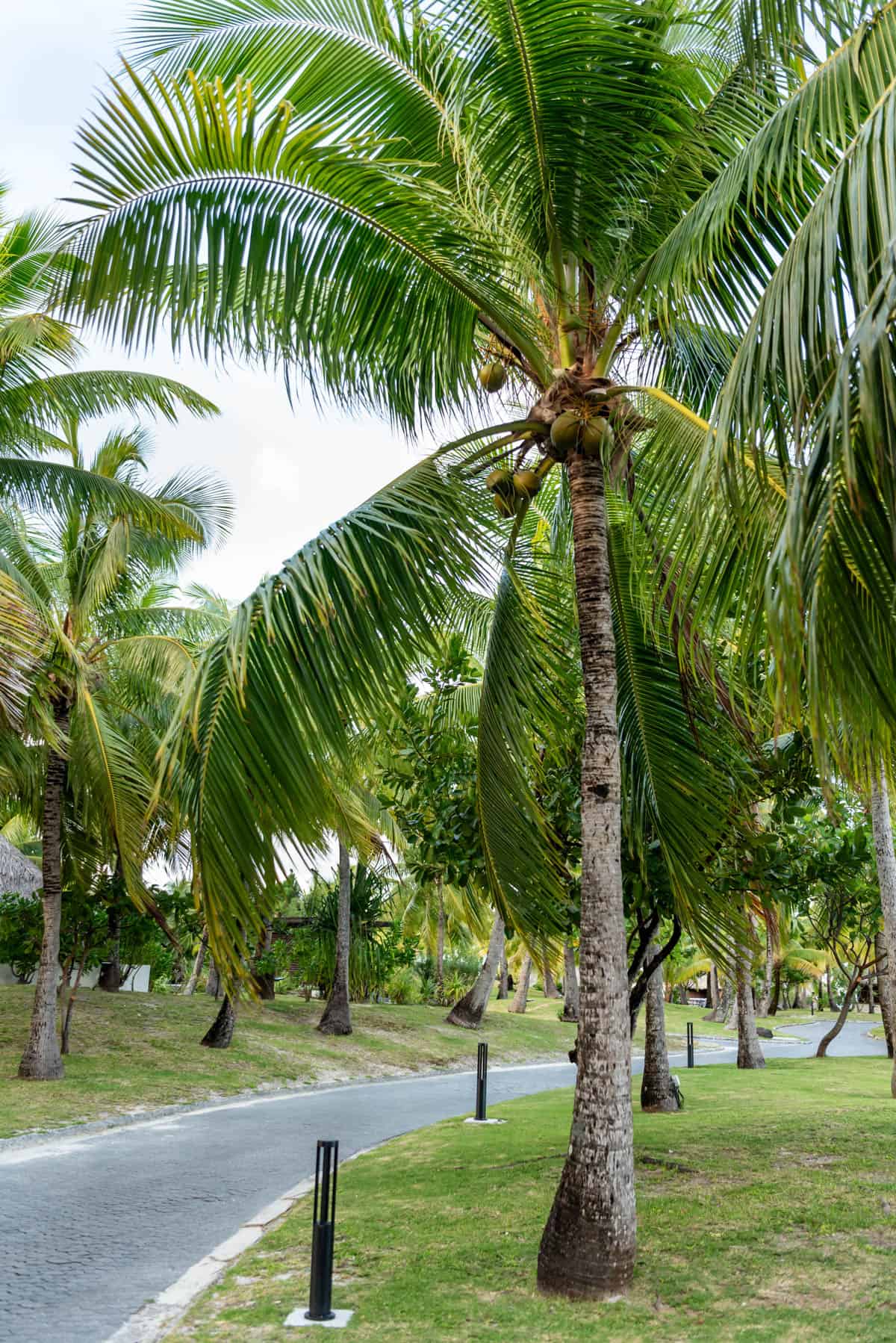 An image of palm trees lining a walkway at a resort in French Polynesia.