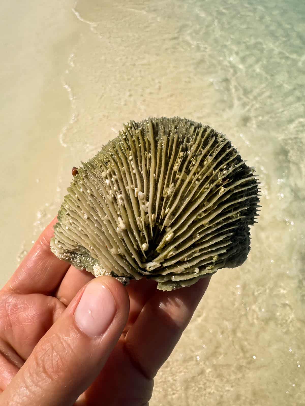 An image of a hand holding a piece of coral on the beach.