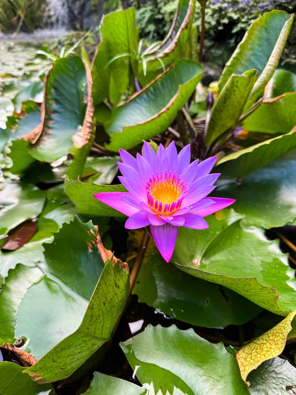 A vibrant purple water lily.