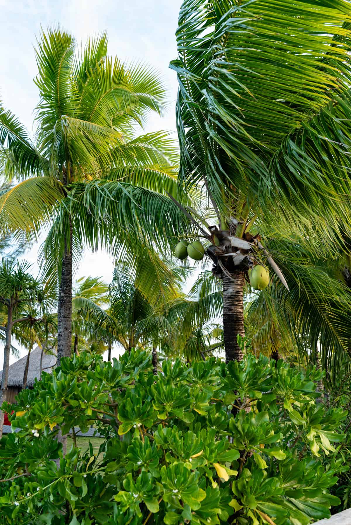 An image of palm trees with coconuts blowing in the breeze.