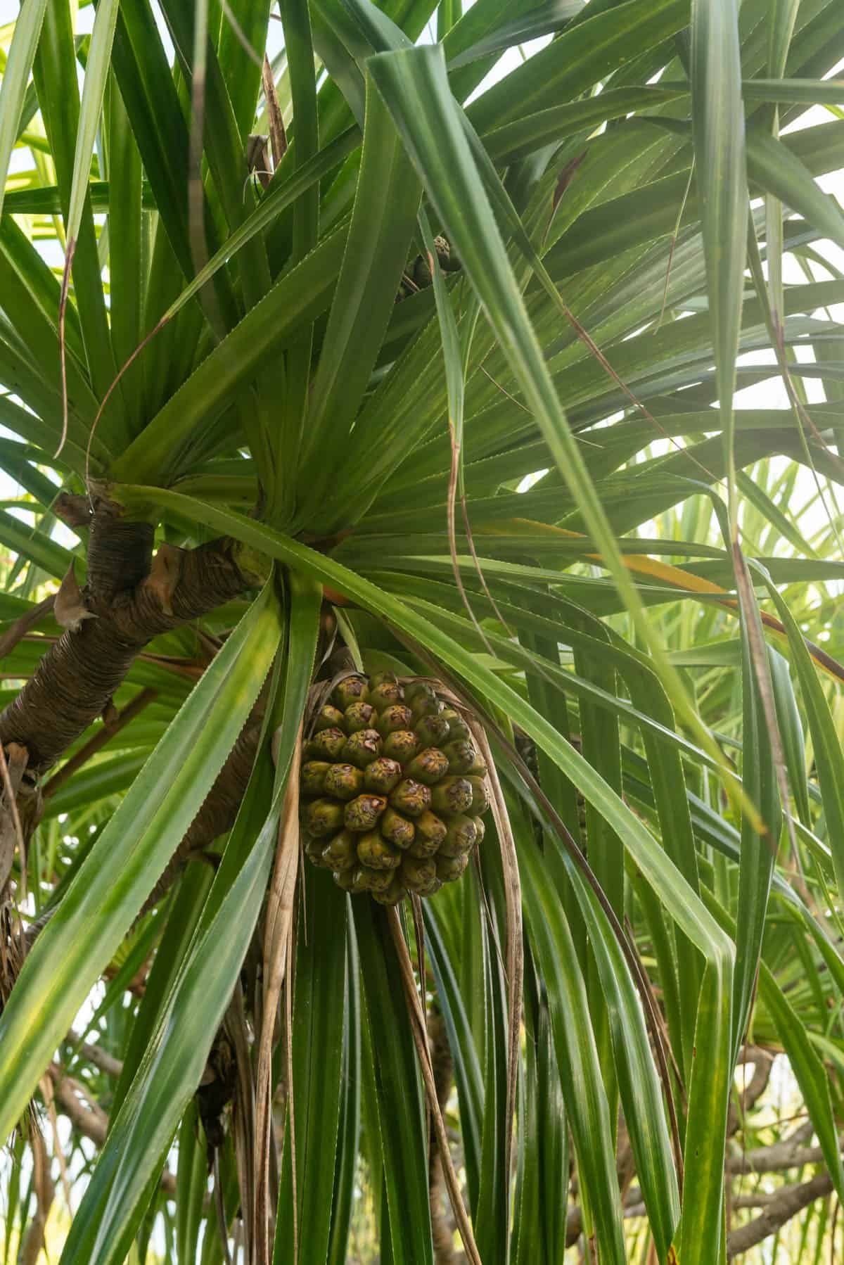 An image of tropical fruit growing in a tree.