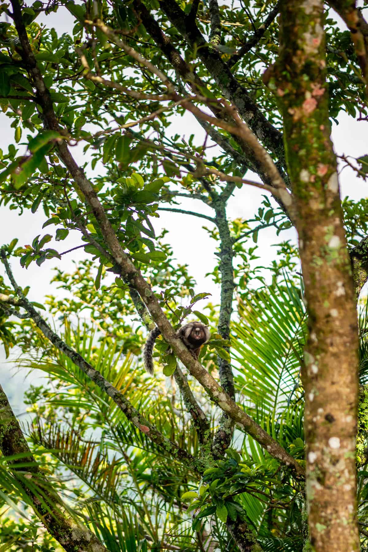 A view of a small animal in a tree in Rio de Janeiro.