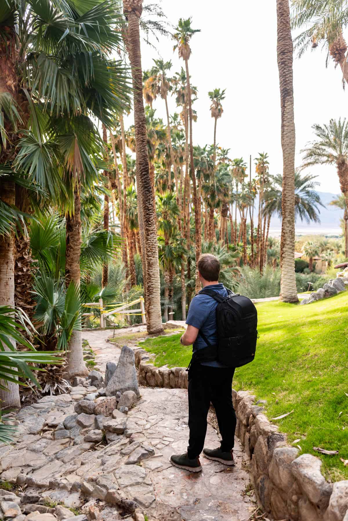 A man looking out over the Oasis at Death Valley grounds.