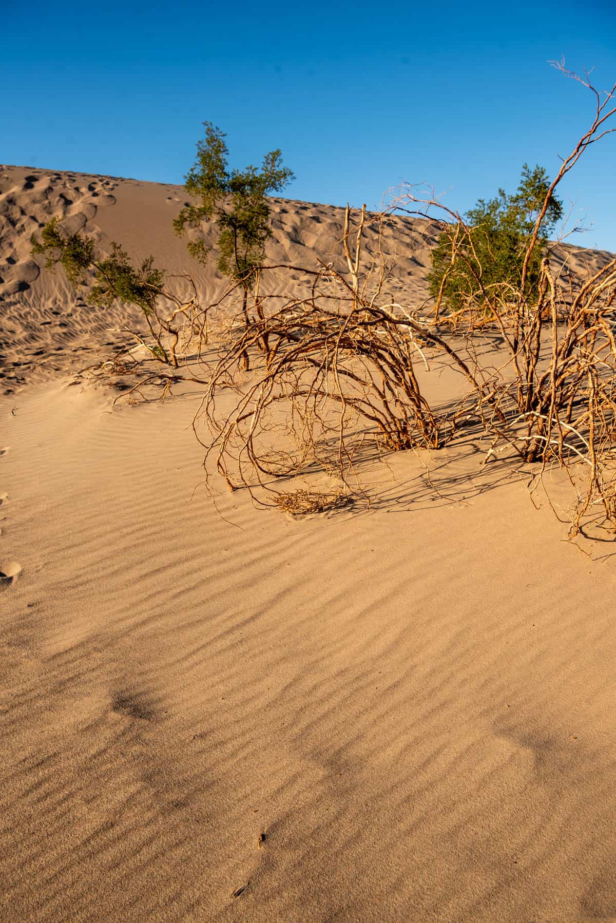 Sparse vegetation growing out of a sand dune.